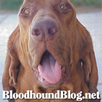 BloodhoundBlog