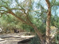 Phoenix real estate: Someday soon we may have to turn back the clock on home lending