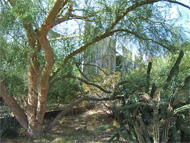 What went wrong in the Phoenix real estate market? We told homeowners to treat their homes like securities investments &ndash; and they did...