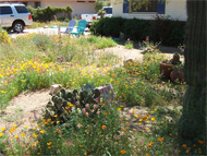 Phoenix real estate: If you've finally found your dream home in the Phoenix area -- don't dawdle